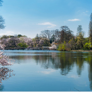 3/28井の頭公園で桜ウォーク＋少し食べ歩き