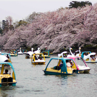 3/28井の頭公園で桜ウォーク＋少し食べ歩き - その他