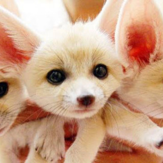 動物好きな人集まれー^_^ - 渋谷区