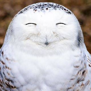動物好きな人集まれー^_^