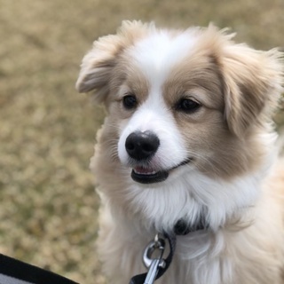 ポメプー　mix犬　ボーダーコリー風