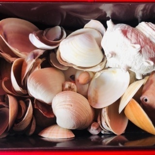 🐚貝はいらんかぇ〜！？ 物々交換