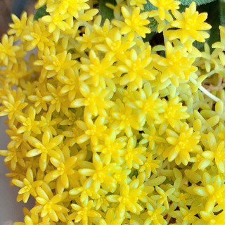 多肉植物  セダム ゴールデンカーペット 細葉黄金万年草 植物苗