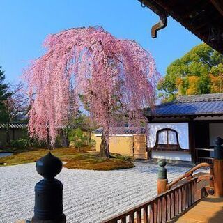 神社仏閣巡りされてる方😄宮司さんと一緒にお話したり、参拝しませんか？？