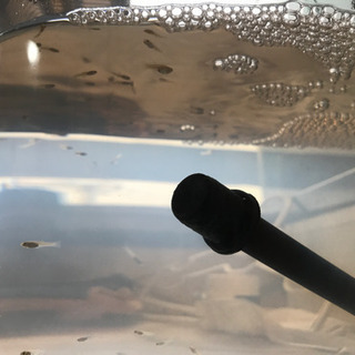 熱帯魚　ライブベアラー　グッピーの画像