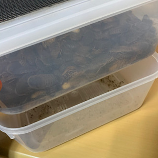 [値段交渉可]デュビア&飼育ケース2つ