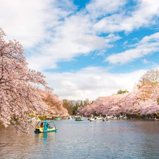 今週末がチャンス！井の頭公園で花見 - 武蔵野市