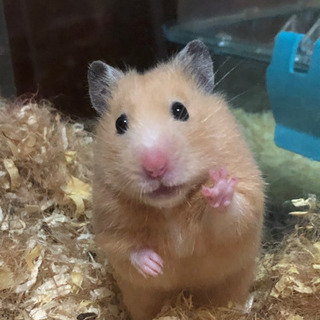 キンクマ