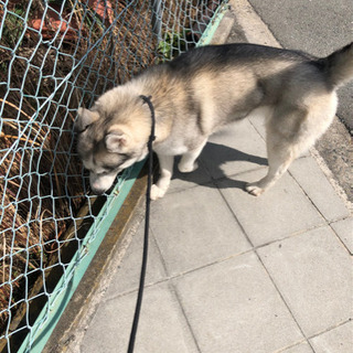 里親募集 - 犬