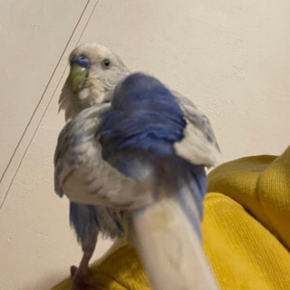 セキセイインコ保護しています！