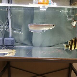 ダトニオプラスワン左右対称　23センチ程度　熱帯魚