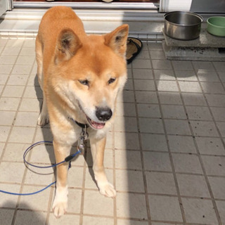 【里親さん見つかりました】とても元気な老犬(雑種)です