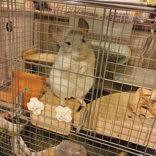 チンチラ2歳の里親募集(一旦締切)
