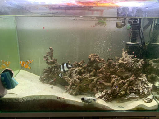 海水魚　カクレクマノミ、チンアナゴ　水槽セット