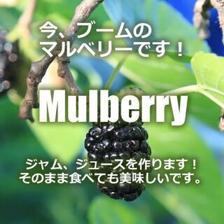 🥭🍐オーガニック貸し農園✨利用料無料です。❗❗オーガニック苗販売中です！！ - 宮崎市