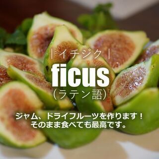 🥭🍐オーガニック貸し農園✨利用料無料です。❗❗オーガニック苗販売中です！！ - 土地販売/土地売買