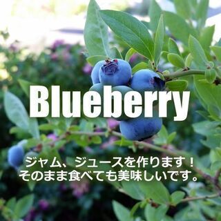 🥭🍐オーガニック貸し農園✨利用料無料です。❗❗オーガニック苗販売中です！！ − 宮崎県