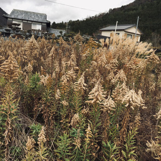 草刈り、竹林整備、耕作放棄地の再生致します。
