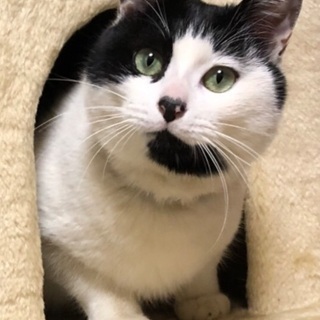 迷い猫　白黒ハチワレ（イワオ君）交野市