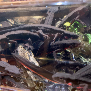 【引渡完了】🦎アカハライモリ🦎　【2匹セット】WC個体‼️