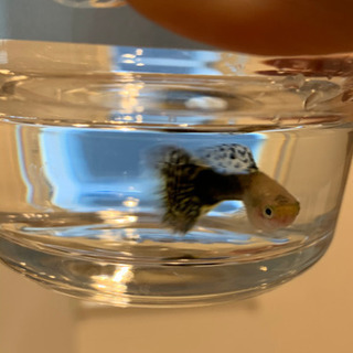 ブルーモザイクタキシード(タイ産)ダンボちゃん　メスの画像