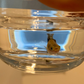 ブルーモザイクタキシード(タイ産)ダンボちゃん　メスの画像