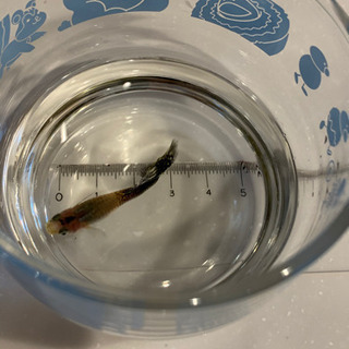 ブルーモザイクタキシード(タイ産)ダンボちゃん　メスの画像