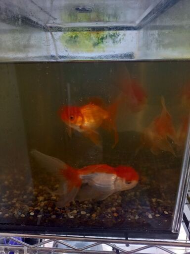 2匹　オランダ獅子頭　金魚　大型種