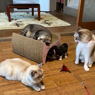 猫の活動ボランティアさん募集中♪