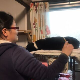 猫の活動ボランティアさん募集中♪ - ボランティア