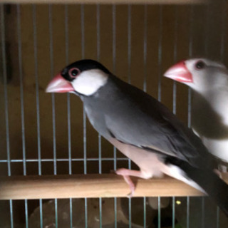 文鳥と十姉妹の里親さん募集