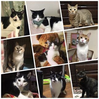 猫の活動ボランティアさん募集中♪ − 兵庫県