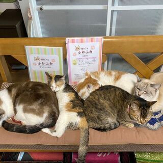 猫の活動ボランティアさん募集中♪ - 尼崎市