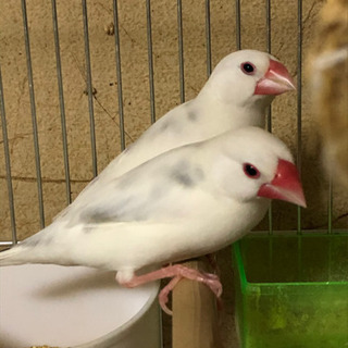 文鳥ツガイの里親さん募集