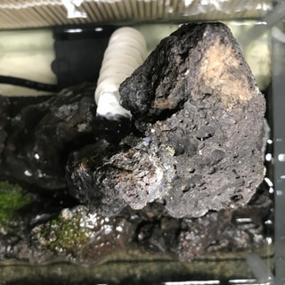 譲り先決定　小さな自然水槽　水中モーター・背景すだれ付き　癒し・水の音の画像