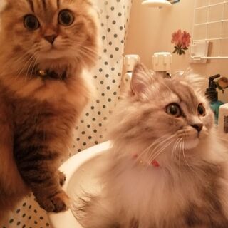 猫好きさん、グルメさん、料理好きさんお友達募集です。