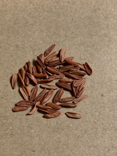 パキポディウムグラキリス