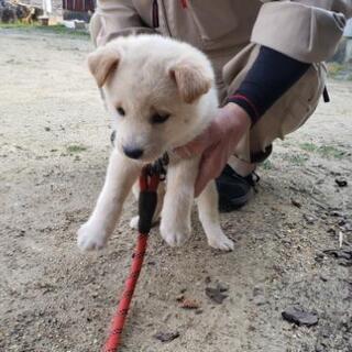 生後約２ヶ月の可愛い子犬