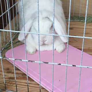 うさぎ4歳男の子
