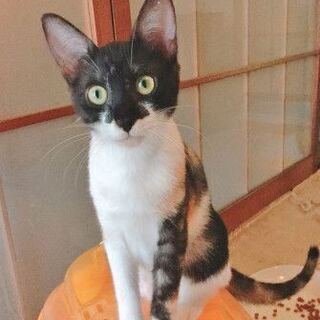 里親さま決定！　人たらし★会ったらきっと虜になる　イル