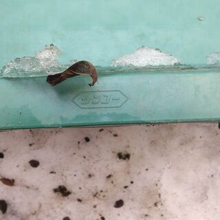 サンコータフブネ１４０（大型タフブネ）の画像