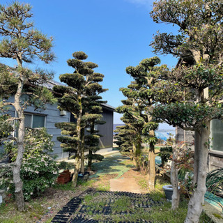 庭木　植木　差し上げますの画像