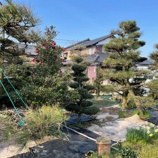 庭木　植木　差し上げます
