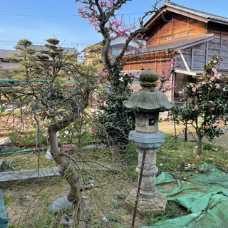 庭木　植木　差し上げますの画像