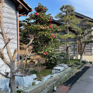 庭木　植木　差し上げますの画像