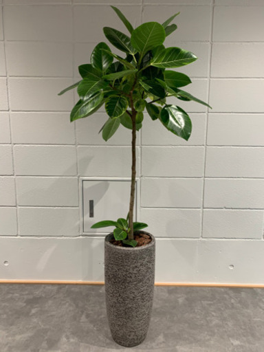 【値下げ】観葉植物 ゴムの木 鉢付き 高さ150cm グリーン