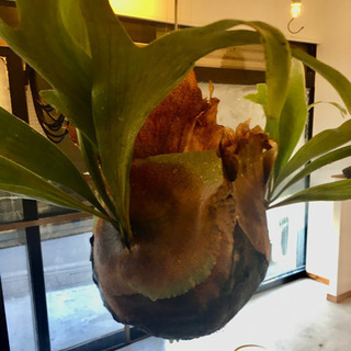 ビカクシダ コウモリラン ハンギング 吊り下げ