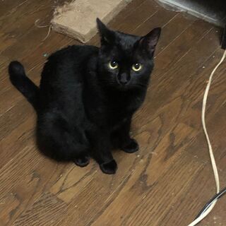 猫を幸せにする会、里親さん募集中です