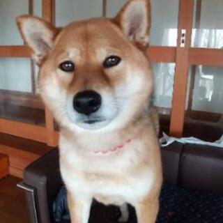 昭和町のヤキトンともちゃんの画像