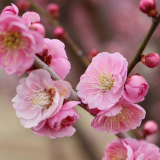 📷インスタ友達募集🌸 - 前橋市